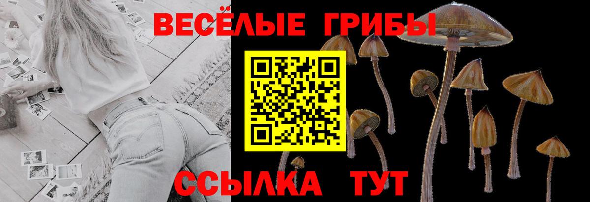 Галлюциногенные грибы Cubensis Асино